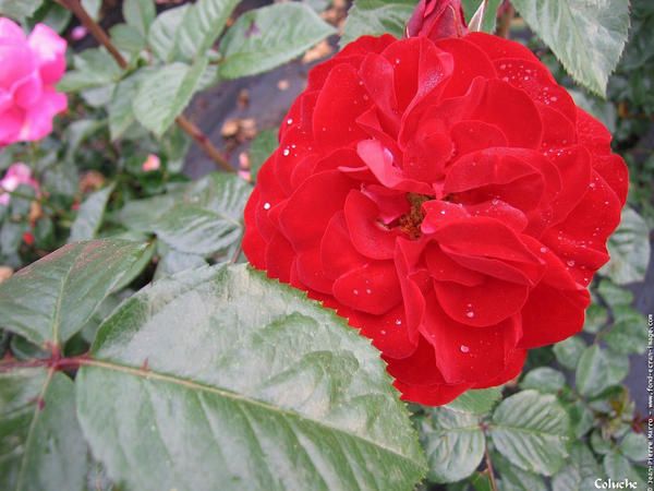 la rose dite "Coluche"