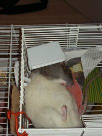 Le rat domestique Dudul1