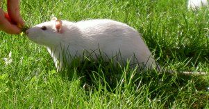 Le rat domestique Uranium1