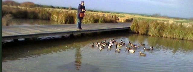 canards