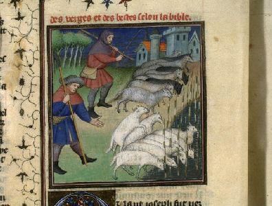 Enluminure de la BNF (libre de droit) Jacob accroissant son troupeau. Bible historiale. Viard des Moulins. XVe siècle. 