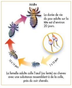 0122: Eco-lo-nomie : la chasse aux poux (1) - La zoyeuse vie