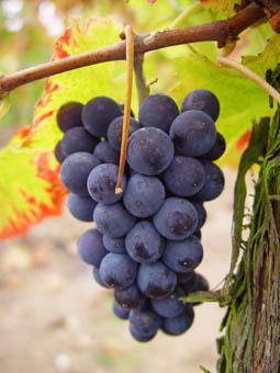 pinot_noir.jpg