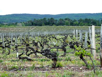 Vignes de Vignelaure, par Stéphane Riss