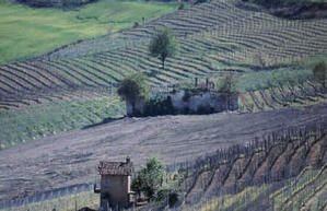 Terroir de Barolo