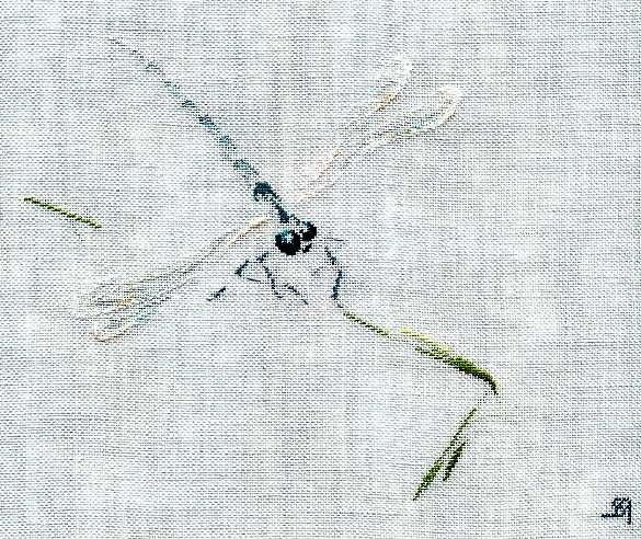 http://idata.over-blog.com/0/07/57/14/insectes/bellule/lf-fin.jpg