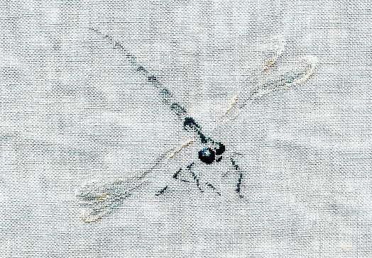 http://idata.over-blog.com/0/07/57/14/insectes/bellule/lf.jpg