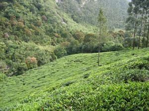 Plantation