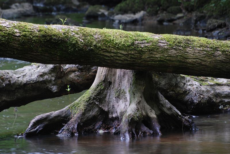 les-pieds-dans-l-eau.jpg
