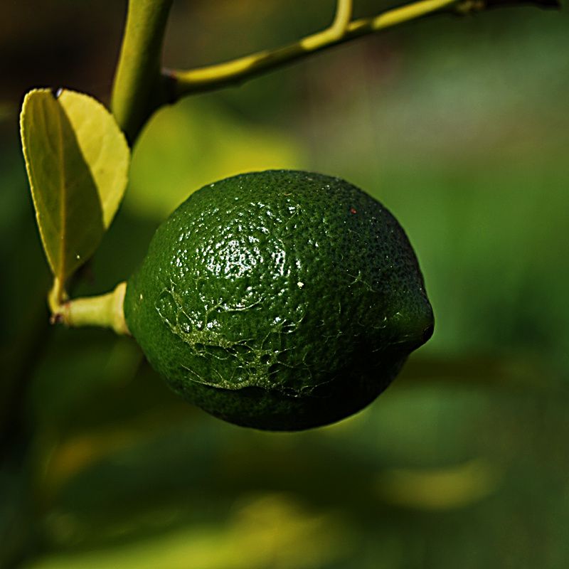 green-lemon.jpg