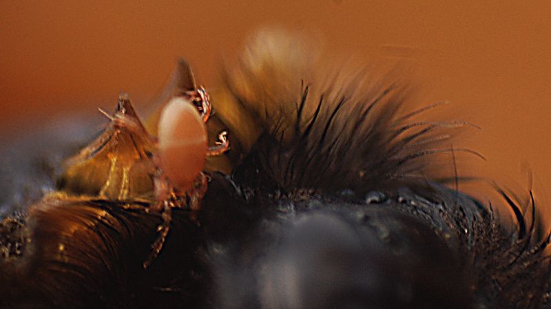 Comme se délivrer des parasites à