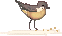 bird 1