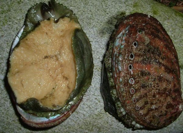 La pêche russe 3 sandre beau en lançant