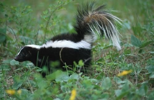 skunk.jpg