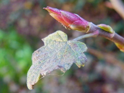 2010 01 03 bourgeons (2)pt