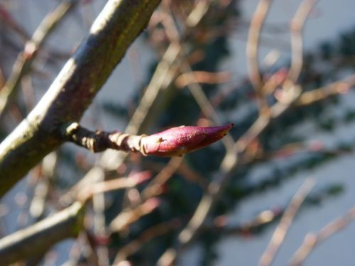 2010 01 03 bourgeons (6)pt