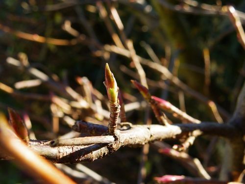2010 01 03 bourgeons pt