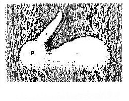 Lapin-20ou-20canard.jpg