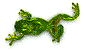 crapaud.gif