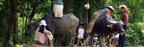 vietnam vietnam buffles
