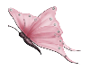 PapillonDroit.png