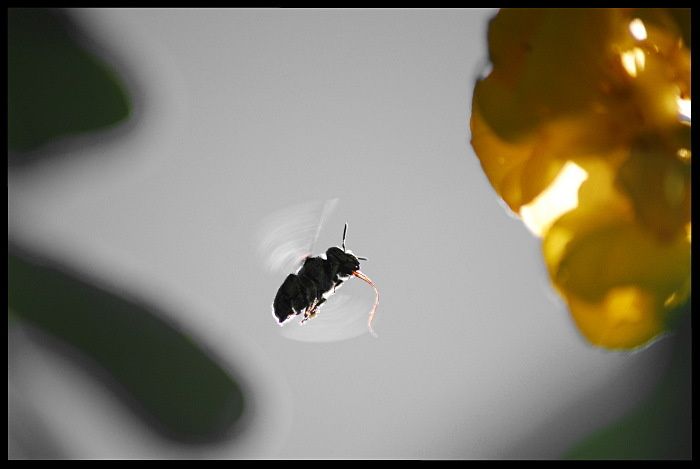 orchid-bee-03