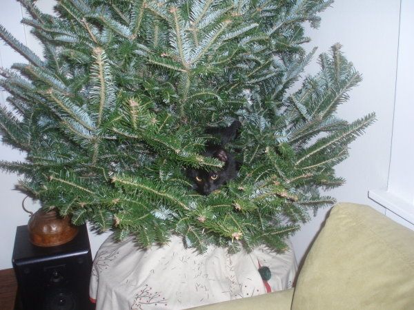 cat-in-the-tree