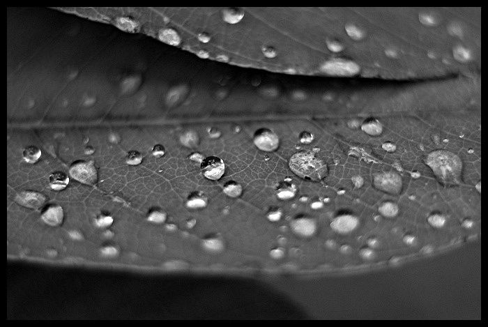 drop-on-leaf