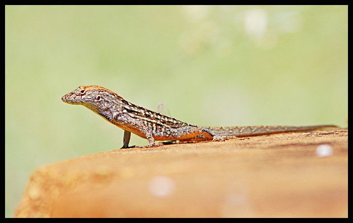 anole7