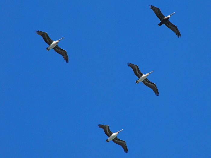 bird1.jpg