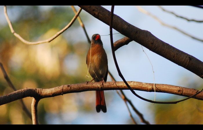 cardinal1