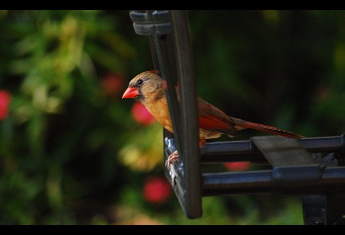 cardinal8