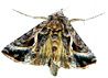 papillon.jpg
