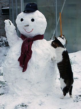MrSnow