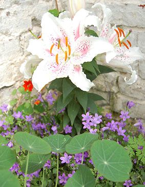 lilium.jpg