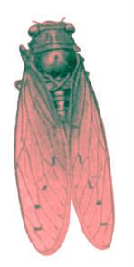 CIGALEOVZELAI.jpg