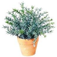 pot-de-romarin-herbes-de-provence-.jpg