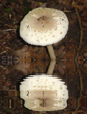 champignon-reflet.gif