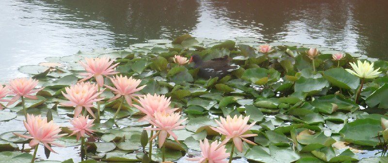 poule d'eau déjeunant de pétales de nénuphar