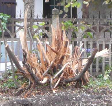 arbres brisés à Bondy