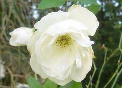 rose blanche au Raincy