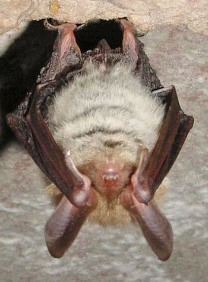 chauve souris