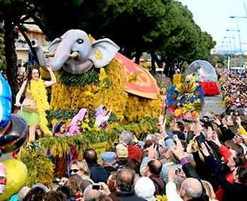 mimosa2009.jpg