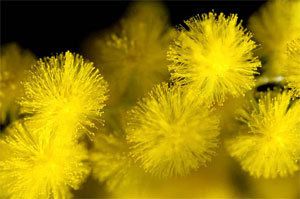 mimosaflocon.jpg