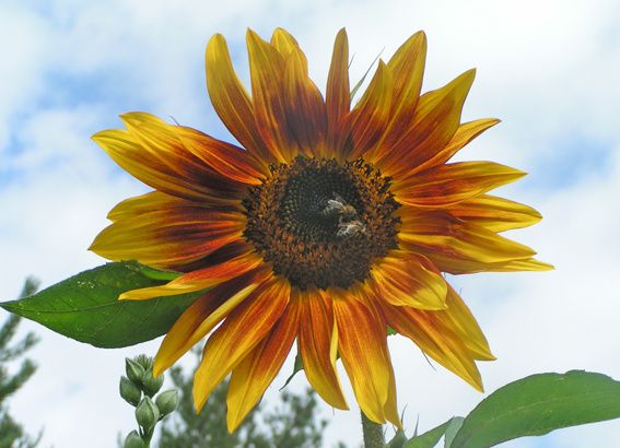 tournesol