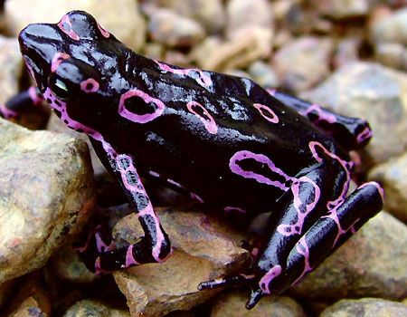 frog-fluorescent-markings.jpg