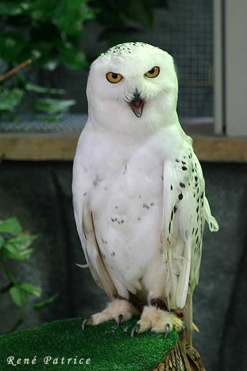 arfang des neiges ( la serre aux oiseaux , antibes )