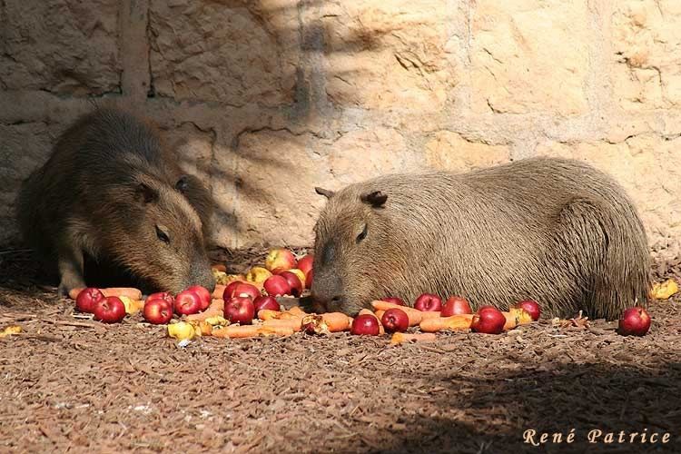 capibara