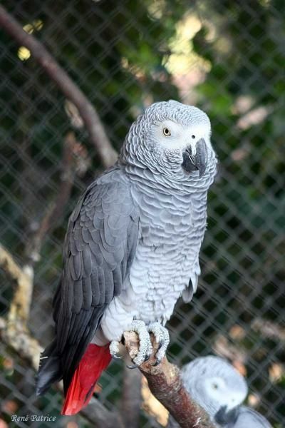 Gris du Gabon