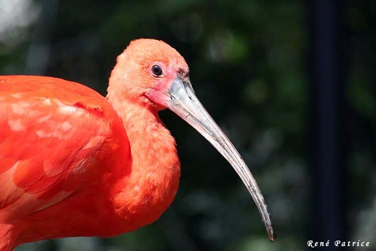 Ibis rouge